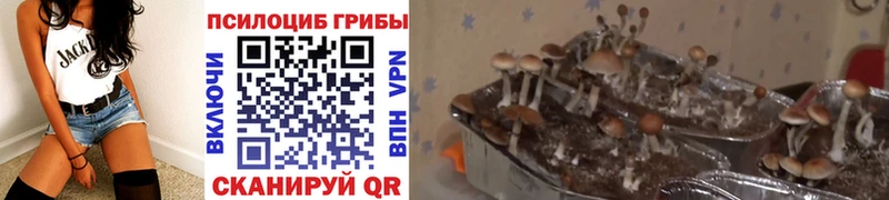 Галлюциногенные грибы Magic Shrooms  что такое   Саки 