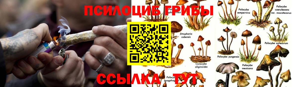 Псилоцибиновые грибы Cubensis  Псилоцибиновые грибы Psilocybe  Саки 